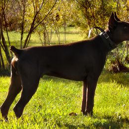 Doberman Pinscher and French Bulldog All Grown Up from The Defender Farm