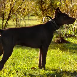 Doberman Pinscher and French Bulldog All Grown Up from The Defender Farm