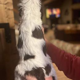 English Springer Spaniel Puppies from Enos Ranch Springer Spaniels