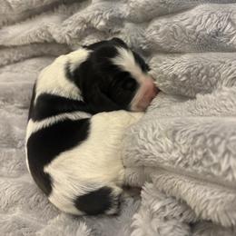 Piper - White and black female English Springer Spaniel puppy in St Johnsbury, Vermont from Paradise Valley Springers
