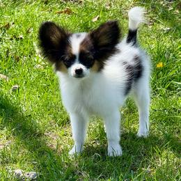 King - White black and tan male Papillon puppy in Missouri from Lovely Acres