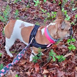 Rosie - French Bulldog