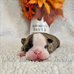 Binx - Brindle and white male Boston Terrier puppy in Mulberry, Arkansas from White Valley Boston Terriers