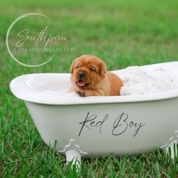 Labrador Retriever Puppies from Southpaw Labrador Retrievers