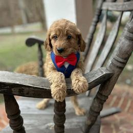Gerald - Apricot male Goldendoodle puppy in Mint Hill, North Carolina from DoodleForever