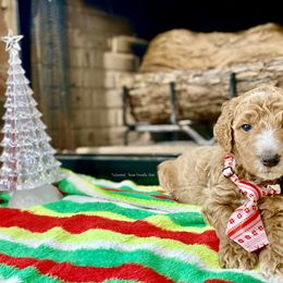 Goldendoodle Puppies from Central Texas Doodle Nest Kennel