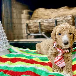 Goldendoodle Puppies from Central Texas Doodle Nest Kennel