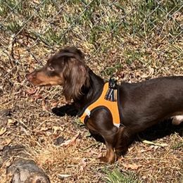 Beau - Dachshund