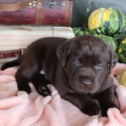 Magnolia - Chocolate female Labrador Retriever puppy in Camden, Indiana from Camden's Caring Canines