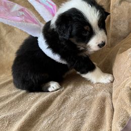 Australian Shepherd Puppies from Fly by Nite Australian Shepherds