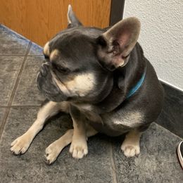 French Bulldogs from Exotic Pure Bred Bulldogs
