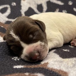 Boy 8 - Wirehaired Pointing Griffon puppy in Ohio from Feather View Farm