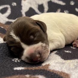 Boy 8 - Wirehaired Pointing Griffon puppy in Ohio from Feather View Farm