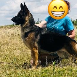 Arona - German Shepherd