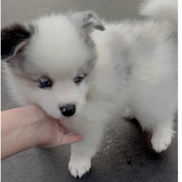 Hero - Merle male Pomsky puppy in Long Grove, Illinois from Windy City Pomsky