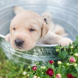Dilute Retriever Puppies from Weathervane Labs