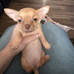 Flower - Gold and white female Chihuahua puppy in Sherwood, Arkansas from Bartelt Breeders