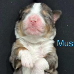 Mustang - Blue merle male Bernedoodle puppy in El Campo, Texas from Little Fur Friends Bernedoodles