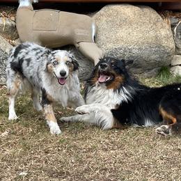 Australian Shepherds from Ralph's Australian Shepherds