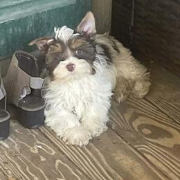 Choc parti boy - Chocolate, tan and white male Yorkshire Terrier puppy in Thornville, Ohio from My precious yorkies