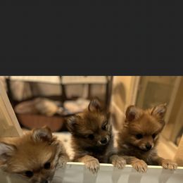 Pomeranian Puppies from Mikayla's Pomeranians