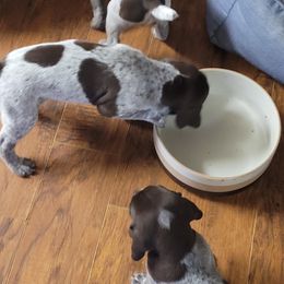 German Shorthaired Pointer Puppies from Stoney Fork German Shorthaired Pointers