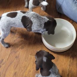 German Shorthaired Pointer Puppies from Stoney Fork German Shorthaired Pointers