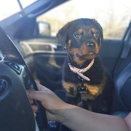 Max - Black and mahogany female Rottweiler puppy in Eldorado, Kansas from Prairie Creek