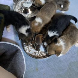Pembroke Welsh Corgi Puppies from Mount Garfield Corgis