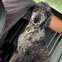 Jack - Poodle