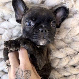 French Bulldog Puppies from Divine French Bulldogs