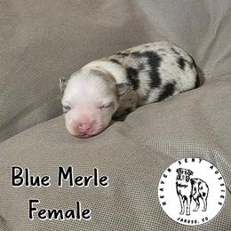 Hanni - Blue merle female Miniature Australian Shepherd puppy in Jaroso, Colorado from Heaven Sent Aussies