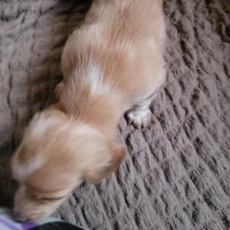 Dachshund Puppies from CLARK'S BREEDING PROGRAM