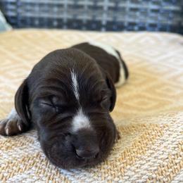 Purple Girl 1 - Liver roan female German Shorthaired Pointer puppy in Liberty, North Carolina from White Barn Kennels LLC