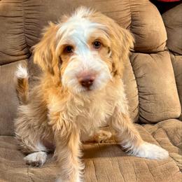 Prancer - Caramel male Australian Labradoodle puppy in Harrisonville, Missouri from Blessed Day Doodles