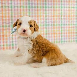 Lumi - Tri-color female Bernedoodle puppy in Russell Springs, Kentucky from 270 Doodles