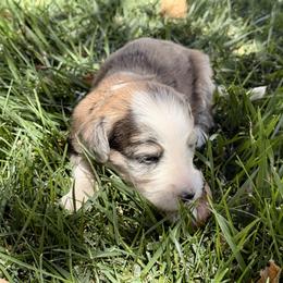 Treat - Chocolate merle female Bernedoodle puppy in Springville, Utah from Oodles of Bernedoodles