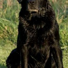 Labrador Retrievers from Retrievers Anew