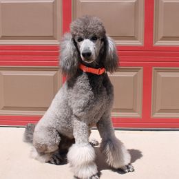 Poodles from Peyton Poodles