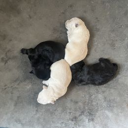 Golden Retriever and Scottish Terrier Puppies from Scottish Terriers and Goldens in Georgia