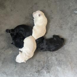 Golden Retriever and Scottish Terrier Puppies from Scottish Terriers and Goldens in Georgia