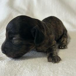 Marino - Brindle male Dachshund puppy in Sebring, Florida from Mini Weenies