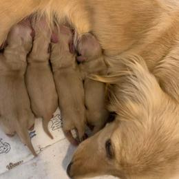 Dachshund Puppies from Little e Dachshunds