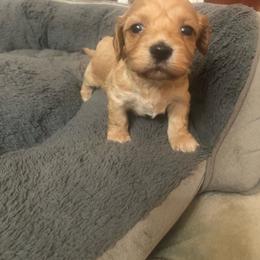 Girl3 - Cream female Havapoo puppy in Hudson, Indiana from A&G Maltipoos