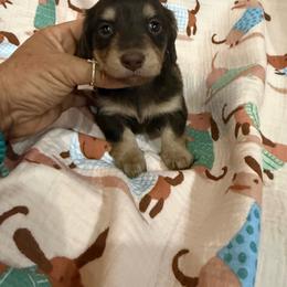 Sky - Chocolate and tan female Dachshund puppy in Pitkin, Louisiana from 5F Dachshunds