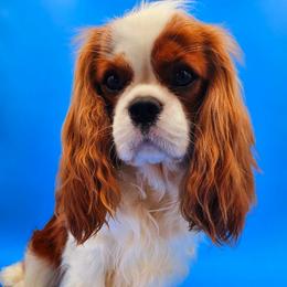 Aiden - Cavalier King Charles Spaniel