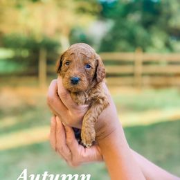 Cockapoo and Goldendoodle Puppies from My Forever Best Friend