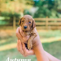 Cockapoo and Goldendoodle Puppies from My Forever Best Friend