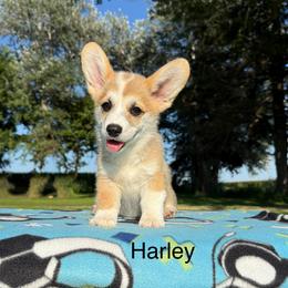 Male 3 - Red male Pembroke Welsh Corgi puppy in Waverly, Iowa from Kindred Corgis