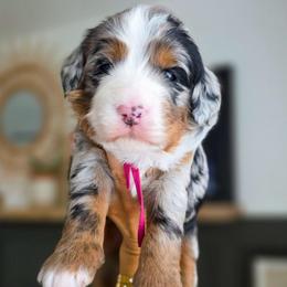 Peach - Blue merle female Bernedoodle puppy in Moses Lake, Washington from Macy Meadows Doodles